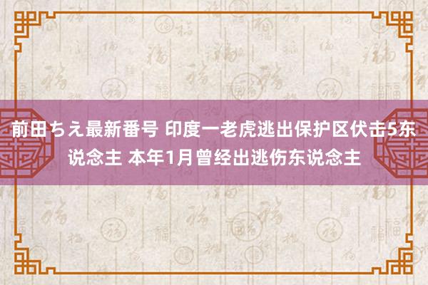 前田ちえ最新番号 印度一老虎逃出保护区伏击5东说念主 本年1月曾经出逃伤东说念主